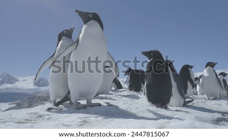 Funny Penguin Group On Antarctica Snow Covered Land. Close-up Of Adelie Penguins Colony. Habits Of Wild Animals. Winter Polar Landscape. Bright Sun Over Mighty Mountains.