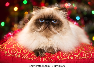 Funny Persian Colourpoint Cat Is Lying On A Red Cushion In Front Of A Christmas Tree With Colourful Lights Bokeh