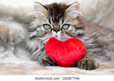 Funny Persian Kitten Cat Marble Color Coat With Red Heart
