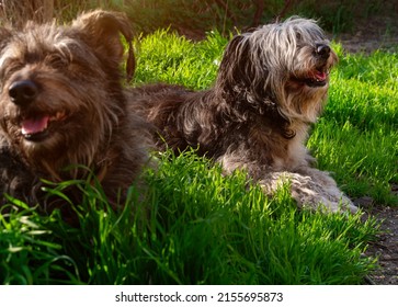 Funny pet animals spring background. Polish Lowland Sheepdog sitting on green grass showing pink tongue. Cute big black white fluffy long wool thick-coated dog. Flea Tick insects Prevention Products.