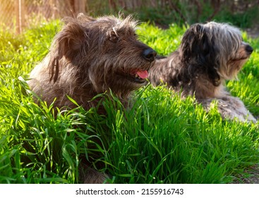Funny pet animals spring background. Polish Lowland Sheepdog sitting on green grass showing pink tongue. Cute big black white fluffy long wool thick-coated dog. Flea Tick insects Prevention Products.
