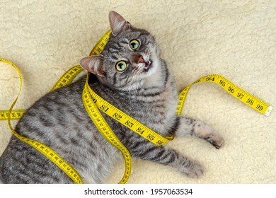 Funny pet cat playing with a yellow measuring tape. Green eyes, gray and white fur, happy animal - Powered by Shutterstock