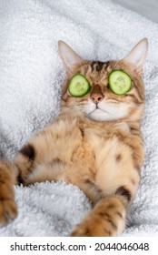 Funny pet cat relaxing at the spa. Cat with a piece of cucumber in front of her eyes