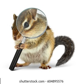 Funny Pet Chipmunk Searching With  Loupe, On White