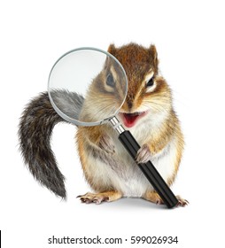 Funny Pet Chipmunk Searching With Magnifying Glass, Onm White