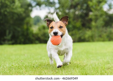 Funny Pet Dog Playing With Orange Toy Ball