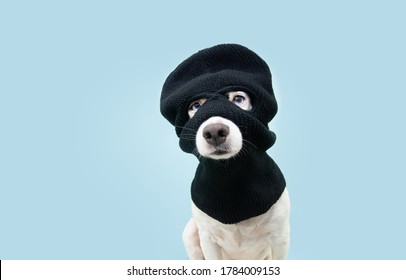 Funny Pet Dog Robber Wearing Balaclava Ski Mask. Isolated Blue Background. Carnival Concept.