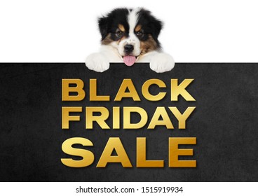 funny pet puppy dog showing black friday sale golden text written on black placard isolated on white background