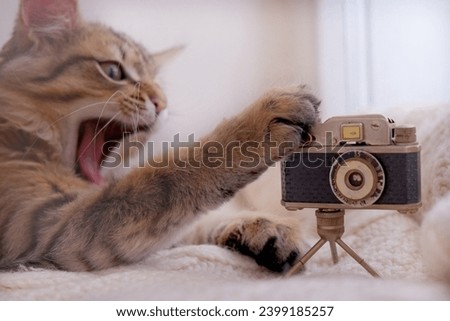 Funny pets, analogue camera and yawns little cat. Relaxing kitten, cute funny pets at home. 