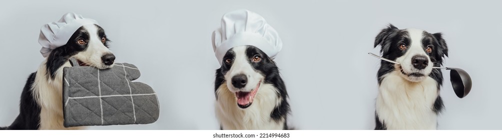 Funny Pets Banner. Three Puppy Dog In Chef Cooking Hat Holding Kitchen Pot Holder Oven Mitt Kitchen Spoon Ladle In Mouth Isolated On White Background. Chef Dog Cooking Dinner. Cooking Process