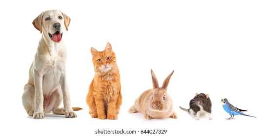 Funny pets on white background