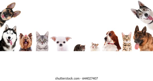 Funny Pets On White Background