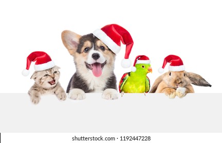 Funny pets in red christmas hats peeking over empty white board. isolated on white background. Space for text
