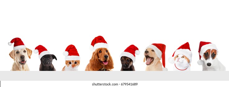 Funny Pets In Santa Hats On White Background