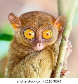 Funny Philippine tarsier (Tarsius syrichta). Bohol. Philippines