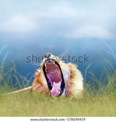 Funny photo of African lion lying in tall grass with mouth wide open to yawn. Room for text in blue sky background.