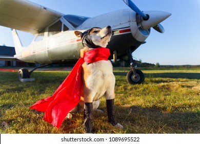 Funny photo of the Akita inu dog in a pilot suit at the airport