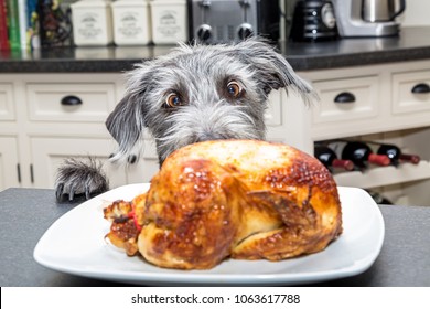 Funny photo of a bad dog with paws on kitchen counter looking at a roasted chicken with big excited eyes