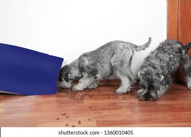 Funny Photo Of Bad Naughty Schnauzer Puppies. Dogs Opened A Bag Of Dry Dog Food  Steal And Eating Granules. Dogs Are Home Alone