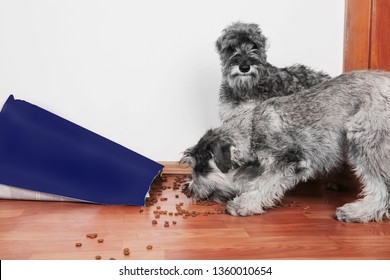 Funny Photo Of Bad Naughty Schnauzer Puppies. Dogs Opened A Bag Of Dry Dog Food  Steal And Eating Granules. Dogs Are Home Alone