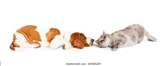 Funny Photo Of A Basset Hound Dog And A Grey Color Cat Laying Down Facing Each Other. Image Sized To Fit A Popular Social Media Cover Image Placeholder.