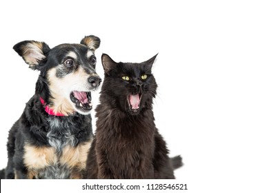 Funny Photo Of Cat And Dog With Shocked Or Excited Expressions Looking To Side Into Copy Space