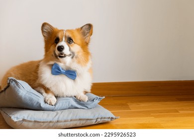 funny photo cute corgi dog with bow tie on his neck, lying on the floor. High quality photo - Powered by Shutterstock