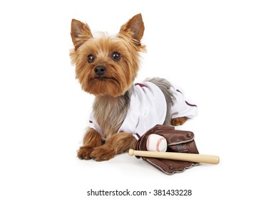 Funny Photo Of A Cute Little Yorkshire Terrier Dog Wearing A Baseball Team Outfit With A Mitt, Ball And Bat