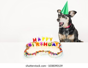 Funny Photo Dog Blowing Out Candles Stock Photo 1038390139 | Shutterstock