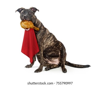 Funny Photo Of Dog Eating A Turkey Leg While Wearing A Red Napkin On Neck With Fat, Extended Belly Exposed