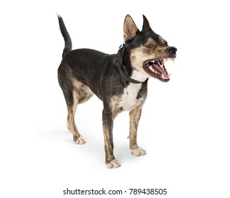 Funny Photo Of Dog With Mouth Open And Teeth Showing, In Mid Bark Or Sneeze