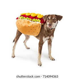 Funny Photo Of A Dog Wearing A Hot Dog Halloween Costume