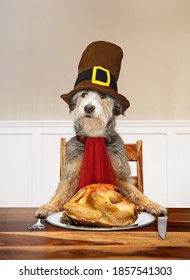 Funny Photo Of A Dog Wearing A Pilgrim Hat Sitting At A Table Carving A Thanksgiving Turkey