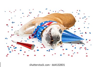 Funny Photo Of An English Bulldog After A Fourth Of July Party With Confetti, Hat And Noise Maker