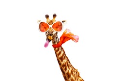 Funny Photo Of Giraffe In Orange Sunglasses And Scarf Isolated On White