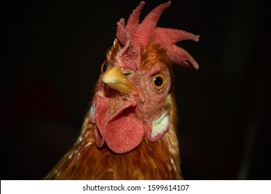 1,263 Shocked chicken Images, Stock Photos & Vectors | Shutterstock