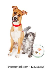 Funny Photo Of Group Of Domestic Pets Together - Dog, Cat, Bird And Fish