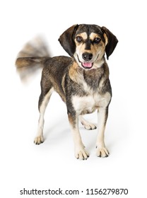 Funny photo of happy mixed breed dog with motion blur on wagging tail and smiling expression