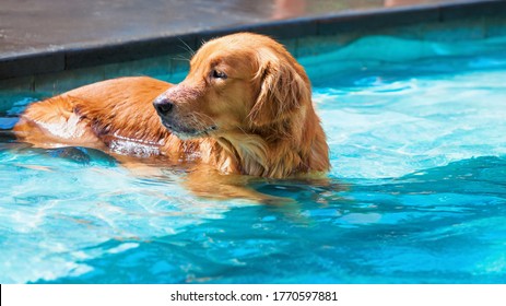 Funny photo of lazy little golden retriever labrador puppy lying and relaxing in water at swimming pool side. Training dogs, funny games and activities with family pet on summer holidays and weekends.