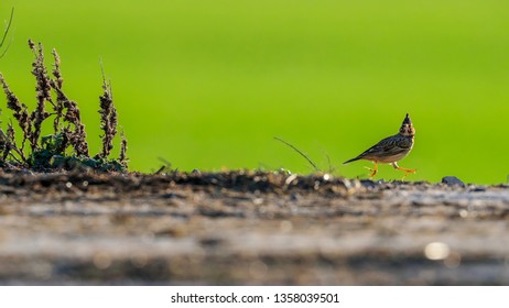 Funny photo. Little crested lark jumps cheerfully in front of the camera. Colorful background and backlight. Crested lark, Galerida cristata, Czech Republic.