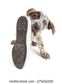 Funny Photo Of A Naughty Young Puppy Dog Stealing An Old Dirty Shoe To Chew On It