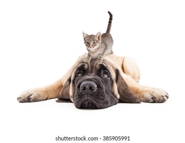 Funny photo of patient a Mastiff puppy laying down with a little kitten on his head