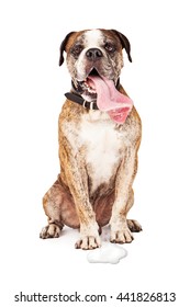 Funny Photo Of Thirsty Dog With Over-sized Tongue Sticking Out And Drool Dripping Into Puddle