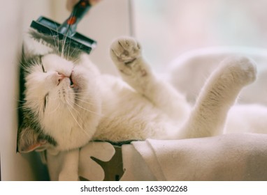 Funny Photo Of White Cat Pur In Cat Bed With Paws Outstretched With Humand Hand Hold Brush Grooming