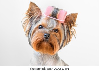 Funny photo of a Yorkshire terrier dog with curlers on its fur.