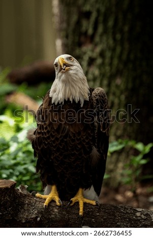 Funny Picture Of A Bald Eagle 