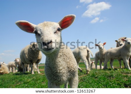 funny picture of a curious lamb in spring