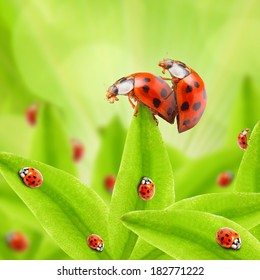 Funny picture of a love making ladybugs couple.