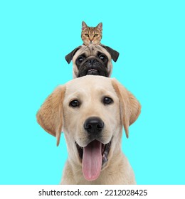 Funny Picture Of Tabby Cat Head On Top Of Pug And Golden Retriever Dog Heads With Tongue Exposed On Blue Background In Studio