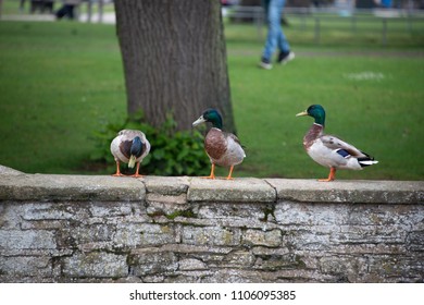 Funny Picture Of Three Male Ducks In A Row On A Stone Wall With One Looking Down As Though It Has Spotted Something In The Water